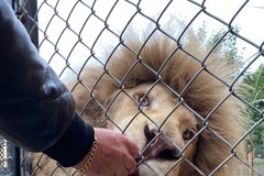 Rodzina białych lwów w Zoo Safari Borysew w gminie Poddębice w Łódzkiem