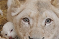 Rodzina białych lwów w Zoo Safari Borysew w gminie Poddębice w Łódzkiem
