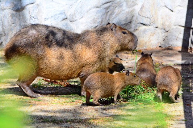 Rodzina kapibar w zoo /Gdański Ogród Zoologiczny /Materiały prasowe