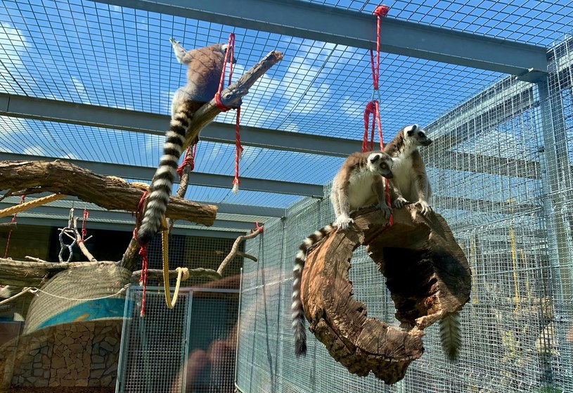 Rodzina lemurów uratowana z zoo, w którym były rozmnażane ponad miarę /archiwum prywatne