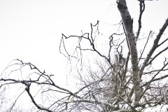 Rodziny katyńskie oddały hołd ofiarom katastrofy prezydenckiego tupolewa