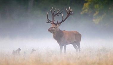 Rogate złoto w lesie. Poroża łosi i jeleni mogą być warte sporo pieniędzy