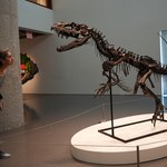 Rogaty dinozaur sprzedany za 30 mln dolarów. Naukowcy nie kryją oburzenia