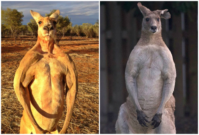 Roger i Dave - najprawdopodobniej dwa najniebezpieczniejsze kangury na świecie /materiały prasowe