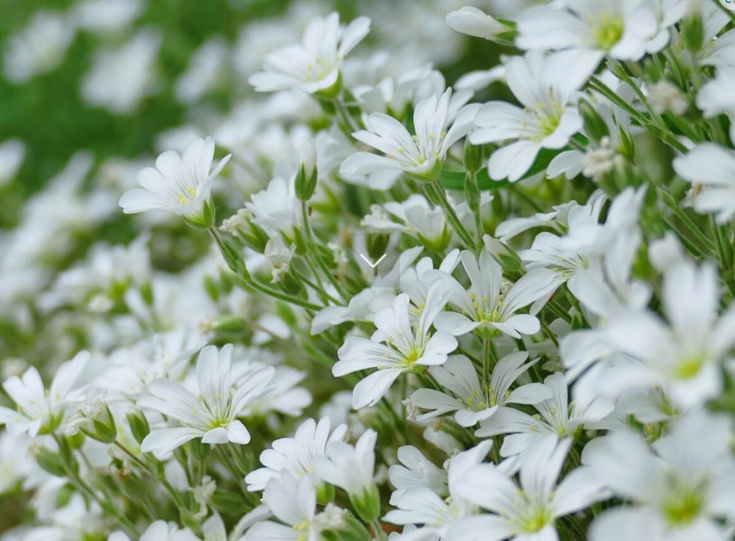Rogownica kutnerowata cechuje się małymi, białymi kwiatkami. /123RF/Picsel, 123RF/Picsel /Pixel