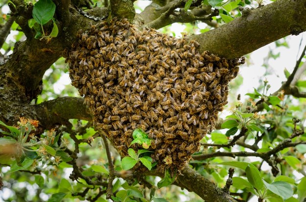 Rój pszczół na drzewie na zdjęciu ilustracyjnym /Shutterstock
