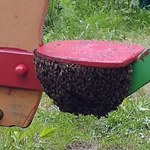 Rój pszczół na huśtawce. Mama w porę go zobaczyła