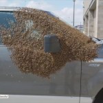 Rój pszczół obsiadł auto. "Poddani" ruszyli królowej na ratunek?