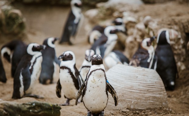 Rój pszczół zaatakował stado pingwinów. Zginęło kilkadziesiąt ptaków