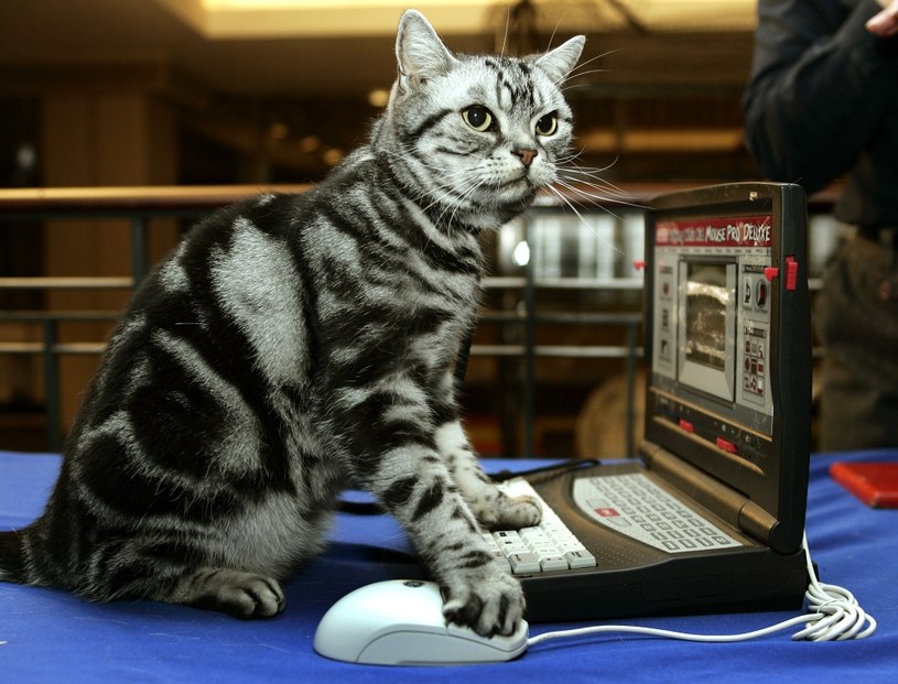 Rok 2006 - koty rządzą w internecie nie od wczoraj... /AFP