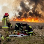 Rok po pożarach nad Biebrzą: przyroda nie ucierpiała aż tak