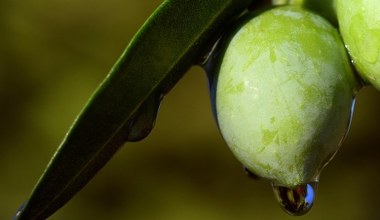 Роками цей продукт сприймався як відходи. Має протизапальні властивості, підтримує роботу кишківника та серця