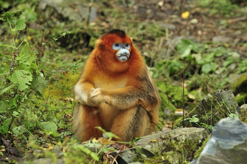 Rokselana złocista inspirowała legendy o yeti /Rights Managed /East News