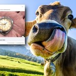 Rolex "zjedzony przez krowę". Angielski rolnik odzyskał go po 50 latach