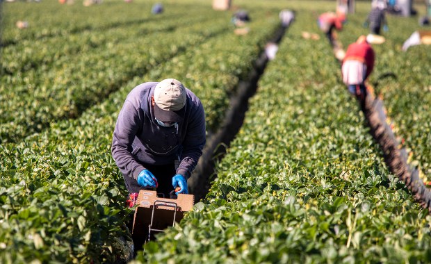 Rolnicy alarmują. Chodzi o zagranicznych pracowników