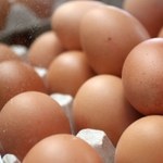 Rolnicy alarmują: Co miesiąc brakuje w handlu 100 mln jajek
