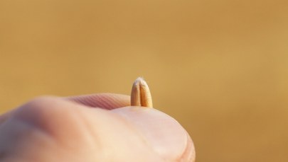 Rolnicy będą protestować w Olsztynie. "Walczymy o nasz byt"