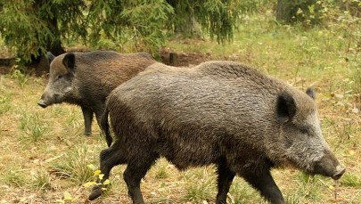 ​Rolnicy chcą całorocznego odstrzału dzików