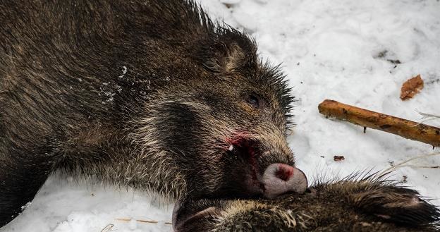 Rolnicy chcą większego wybijania dzików. Fot. Mateusz Grochocki /Agencja SE/East News