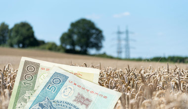 Rolnicy dostaną zaliczki dopłat bezpośrednich 2022. Kiedy ruszą wypłaty?