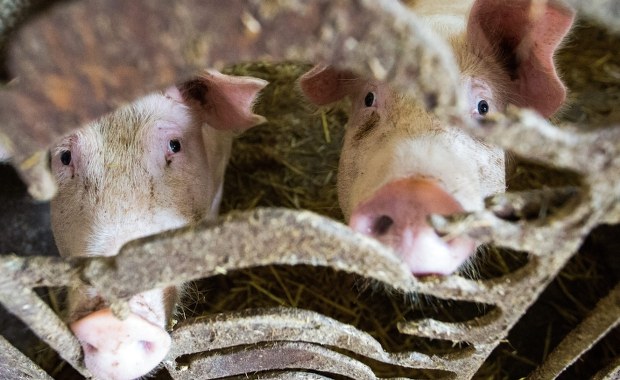 Rolnicy mają więcej czasu na złożenie wniosków o rekompensatę za rezygnację z chowu świń
