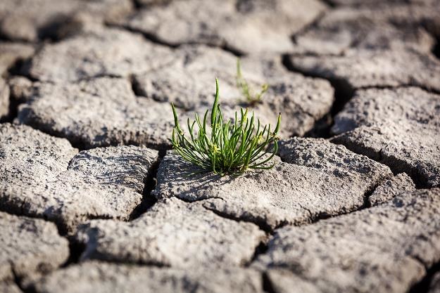 Rolnicy mogą składać wnioski o dopłaty "suszowe" /&copy;123RF/PICSEL