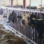 Rolnicy nie będą odpowiadać za odór i hałas. Kontrowersyjny projekt rządu