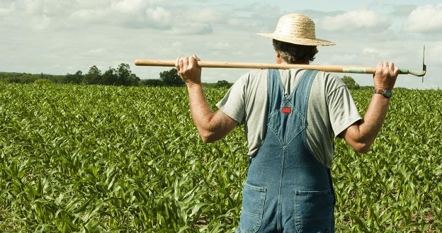 Rolnicy płacą tylko 35 proc składki za ubezpieczenie /&copy;123RF/PICSEL