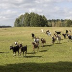 Rolnicy. Podlasie: Baranek Bubu szuka mamy