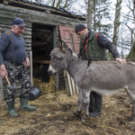 Rolnicy. Podlasie: Niesforne kopytka osiołka