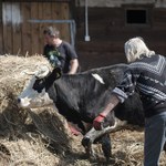 Rolnicy. Podlasie: Niesforne zwierzęta i kapryśna pogoda