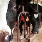 Rolnicy uważają zniesienie kwot mlecznych za koniec mleczarstwa w Polsce. Ich obawy są jednak nieuzasadnione