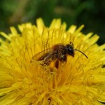 Rolnicy vs. ekolodzy. Jest rozstrzygnięcie sporu o "zabójcę pszczół"