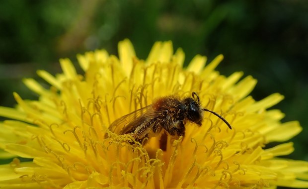 Rolnicy vs. ekolodzy. Jest rozstrzygnięcie sporu o "zabójcę pszczół"