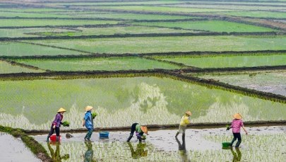 Rolnicy wywłaszczeni za drobne. Pole golfowe Trumpa zamiast pól uprawnych