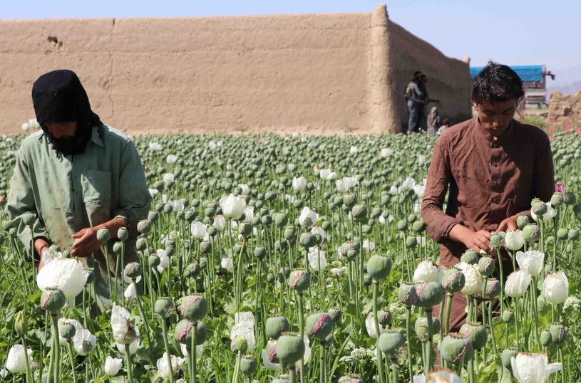 Rolnicy z afgańskiej prowincji Kandahar podczas nacinania makówek /EPA