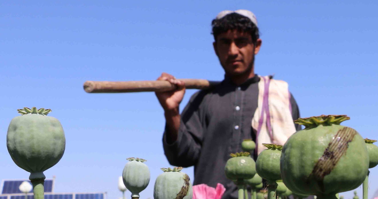 Rolnicy z afgańskiej prowincji Kandahar podczas nacinania makówek /EPA