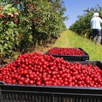 Rolnicy z Mazowsza: Brakuje pracowników sezonowych
