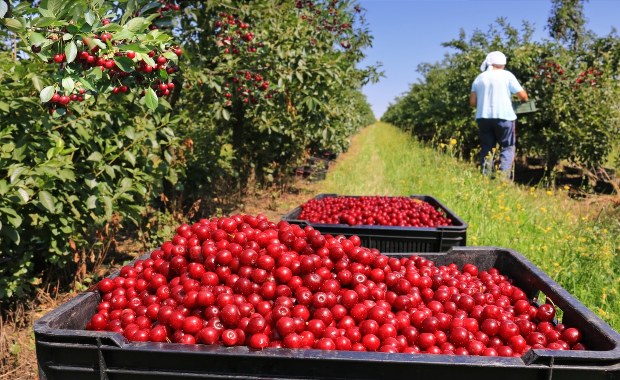 Rolnicy z Mazowsza: Brakuje pracowników sezonowych