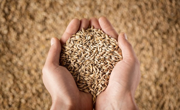 Rolnicy z Warmii i Mazur o problemie z ukraińskim zbożem. "Obawiamy się tego"