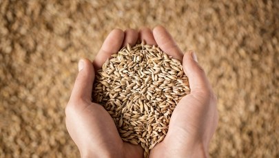 Rolnicy z Warmii i Mazur o problemie z ukraińskim zbożem. "Obawiamy się tego"