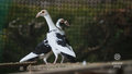 ''Rolnicy'': Zakupy egzotycznych gołębi na prezent 
