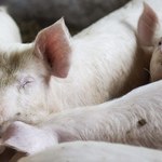 Rolnicy zaostrzają protest. Grożą wypasem świń w stolicy