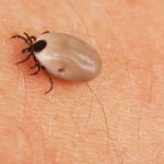 Rolnicy zdruzgotani. Po kilkadziesiąt ukąszeń kleszczy miesięcznie