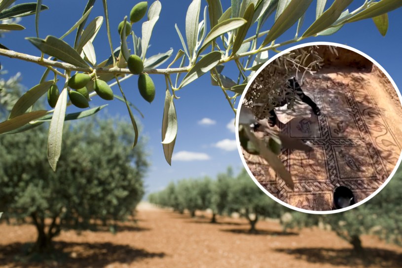 Rolnik natrafił na sensacyjne znalezisko podczas prac w swoim sadzie oliwnym /123RF/PICSEL