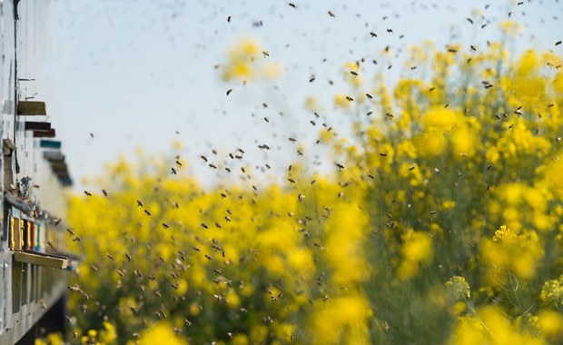 Rolnik otruł ponad 7,5 mln pszczół. Jest wyrok sądu