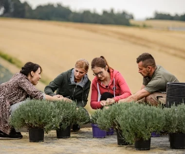 "Rolnik szuka żony 6": Wyścig traktorem i kolczykowanie prosiaków. Kobiety są niezadowolone?