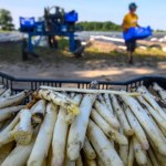 Rolników z Niemiec nie stać na zatrudnianie Polaków. Żądają zmiany przepisów