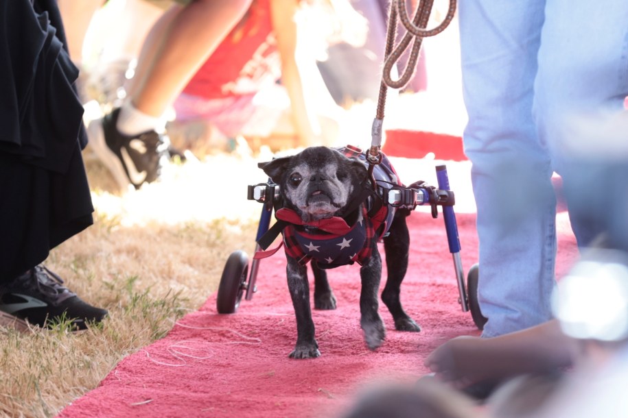 Rome - zdobywca drugiego miejsca /JOHN G. MABANGLO /PAP/EPA