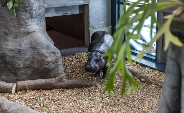 Romek i Taja – hipopotamy z krakowskiego zoo mają nowy wybieg 